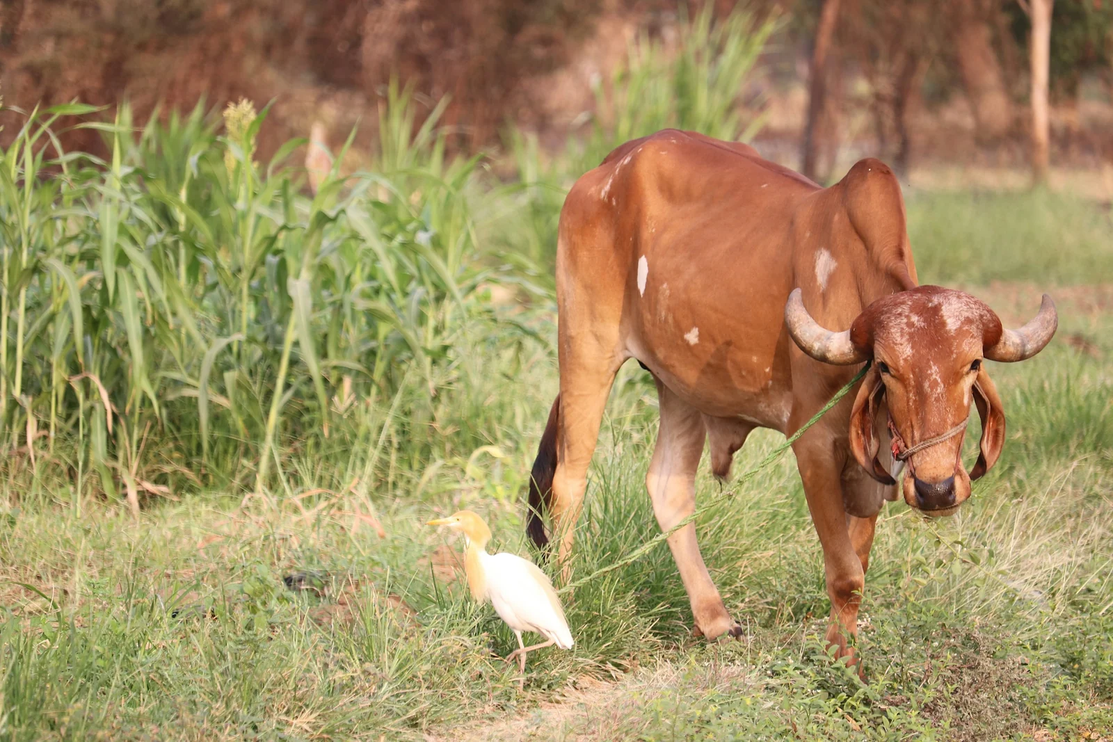 A red cow with long curved horns grazing next to a white cattle egret in a green field