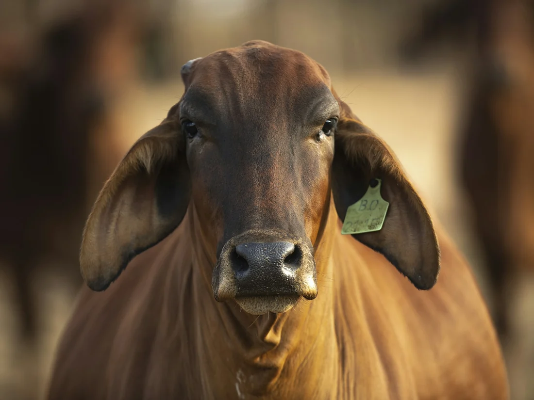 A red zebu cow with the long ears and dished forehead of the indigenous Indian breeds